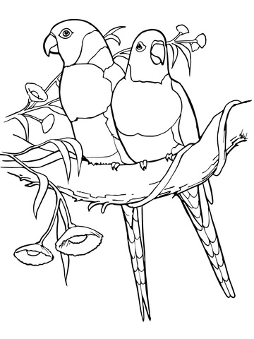 Red Collared Lorikeets Coloring Page